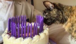 o-pisica-din-anglia-sarbatoreste-30-de-ani-de-viata.-secretul-bizar-al-longevitatii-ei