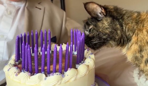 o-pisica-din-anglia-sarbatoreste-30-de-ani-de-viata.-secretul-bizar-al-longevitatii-ei