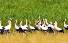 berzele-creeaza-probleme-cand-se-imperecheaza-locuitorilor-din-baden-wurttemberg