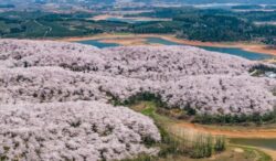 imagini-spectaculoase-cu-ciresii-infloriti-din-provincia-guizhou,-china