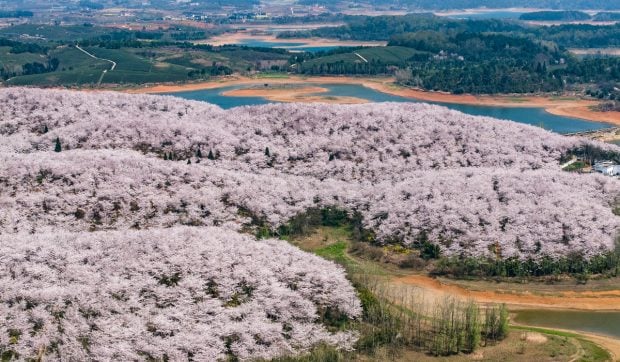 imagini-spectaculoase-cu-ciresii-infloriti-din-provincia-guizhou,-china