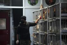 comisia-europeana-planifica-masuri-de-urgenta-pentru-combaterea-gripei-aviare-in-polonia