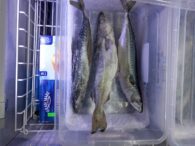 comisarii-anpc-au-descoperit-vitrine-murdare,-gandaci-si-peste-expirat-in-magazinele-de-profil