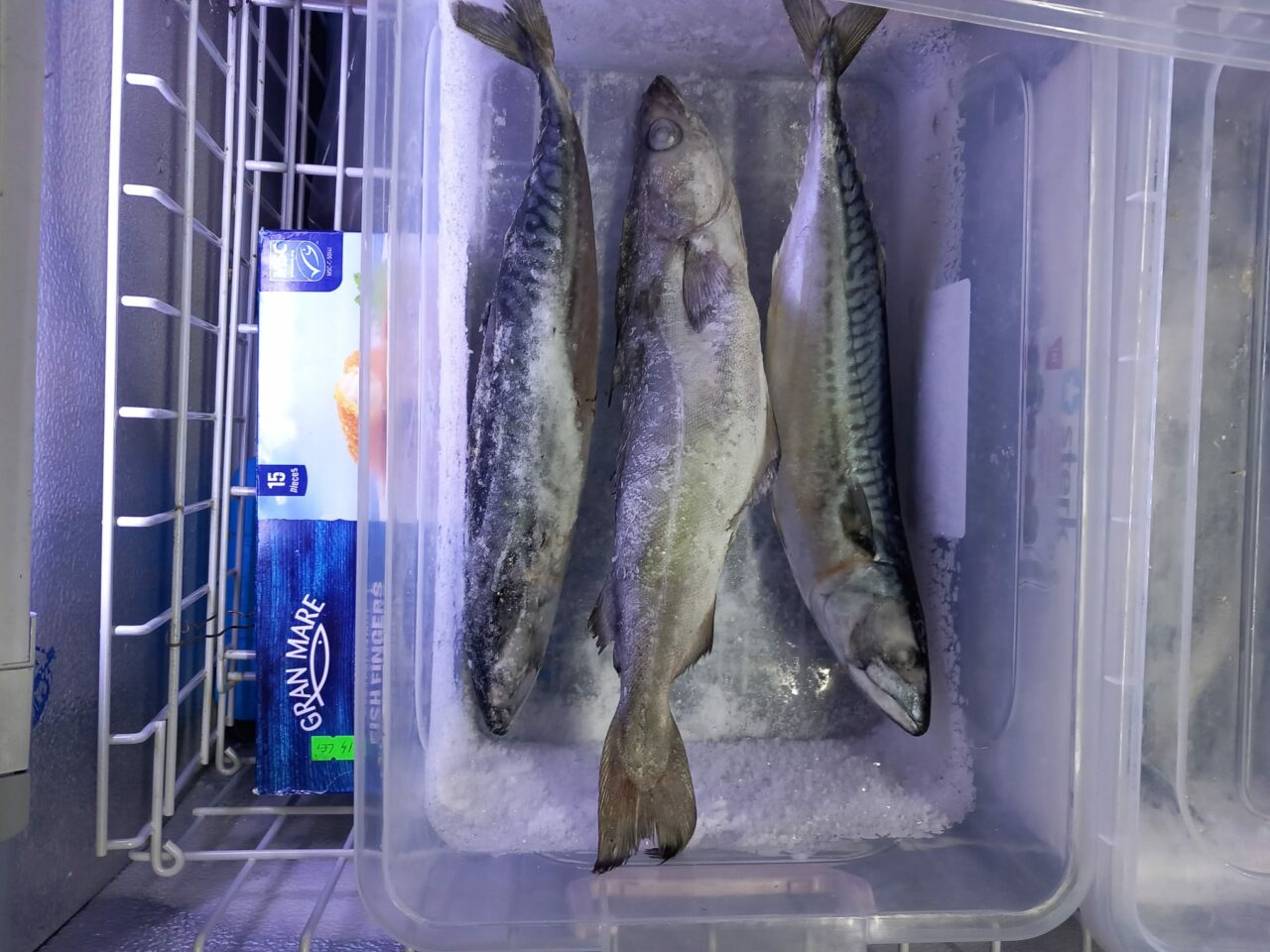 comisarii-anpc-au-descoperit-vitrine-murdare,-gandaci-si-peste-expirat-in-magazinele-de-profil