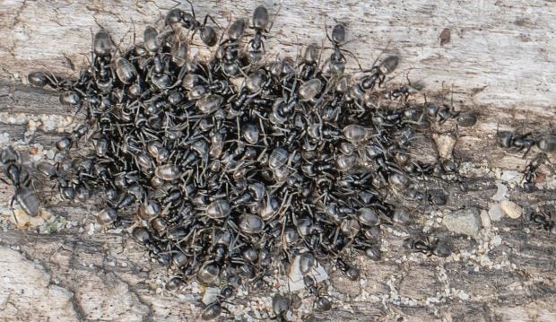 o-specie-de-furnici-agresive-a-atacat-nordul-germaniei.-ce-pagube-a-provocat