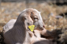 cat-costa-mielul-de-paste-cu-cateva-zile-inainte-de-marea-sarbatoare