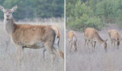 turma-unica-de-caprioare,-observata-in-rezervatia-de-la-cernobil