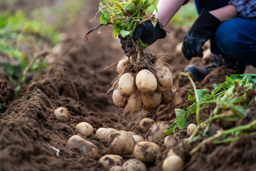 cele-3-trucuri-naturale-la-care-poti-apela-pentru-a-avea-o-recolta-de-cartofi-bogata
