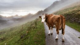 27-de-vaci-au-murit-pe-loc-dupa-ce-au-fost-lovite-de-fulger,-pe-o-pasune-din-galicia