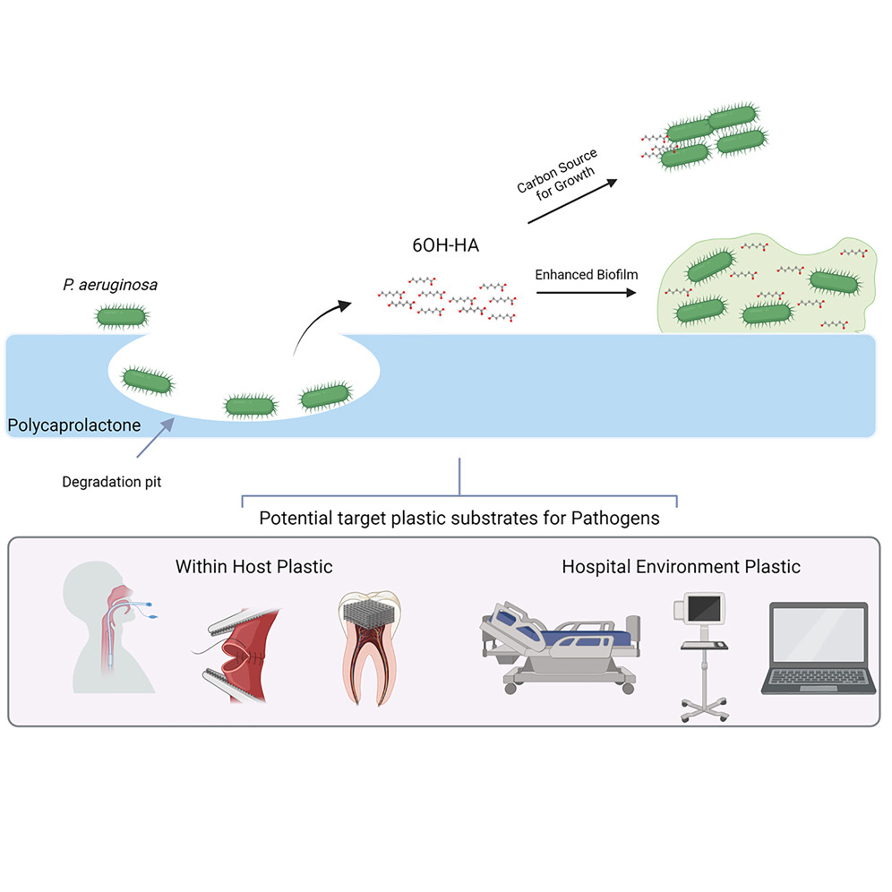 un-nou-risc-in-spitale:-superbacteria-care-mananca-plastic