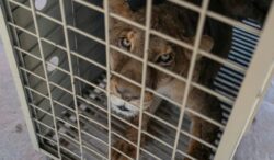 sute-de-tigri,-jaguari-si-elefanti-sunt-mutati-din-cartelurilor-din-mexic