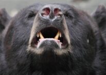 un-turist-polonez-a-fost-muscat-de-un-urs-pe-transfagarasan,-in-timp-ce-incerca-sa-l-hraneasca