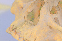 a-fost-descoperita-o-forma-rara-de-lepra-care-exista-in-americi-de-mii-de-ani