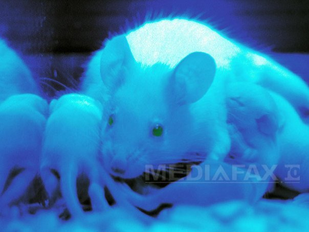 alzheimerul-ar-putea-fi-incetinit-prin-blocarea-unei-molecule,-arata-un-nou-studiu