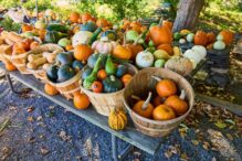 ingrasamantul-bio-de-care-ai-nevoie-pentru-a-cultiva-cei-mai-mari-dovleceii-de-gradina