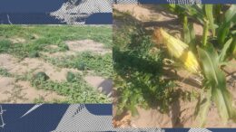 pepenii-romanesti,-tot-mai-putini.-fermierii-prefera-sa-cultive-porumb-zaharat