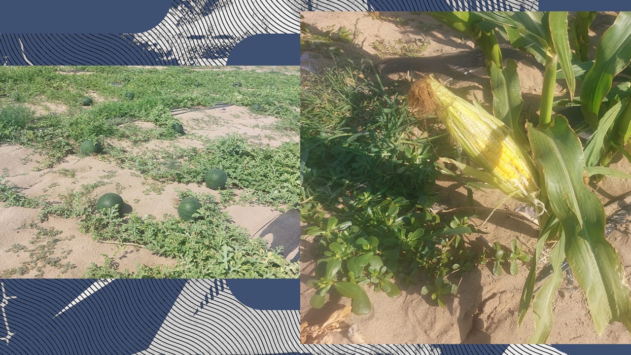 pepenii-romanesti,-tot-mai-putini.-fermierii-prefera-sa-cultive-porumb-zaharat