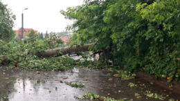 „plopul-lui-eminescu”-a-facut-ravagii-culturale-la-iasi.-artistii-din-urbe-il-vor-imortaliza-frumos