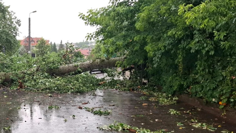 „plopul-lui-eminescu”-a-facut-ravagii-culturale-la-iasi.-artistii-din-urbe-il-vor-imortaliza-frumos