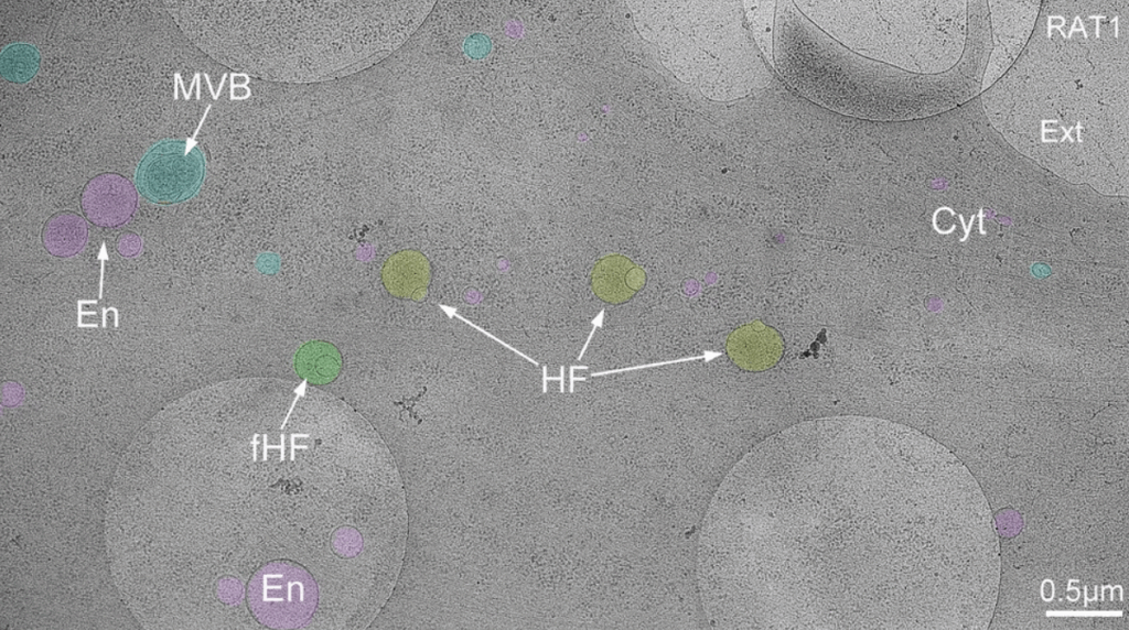 descoperire-revolutionara.-cercetatorii-au-descoperit-o-parte-nemaivazuta-a-celulei-umane
