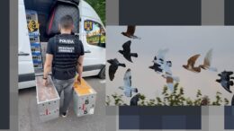 cum-a-incercat-o-banda-de-hoti-de-porumbei-sa-pacaleasca-mai-multi-milionari-din-romania