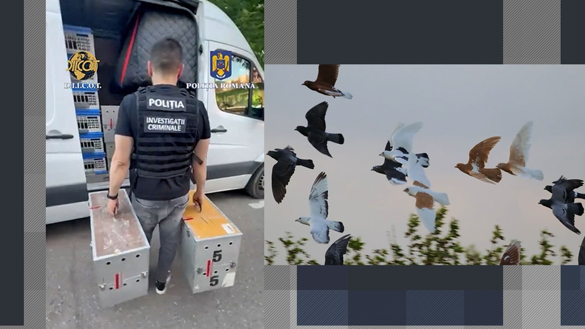 cum-a-incercat-o-banda-de-hoti-de-porumbei-sa-pacaleasca-mai-multi-milionari-din-romania