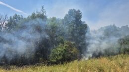 iasi:-incendiu-de-vegetatie-in-gradina-botanica-interventie-de-urgenta-a-pompierilor