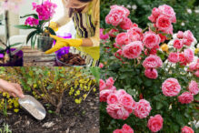 ingenios-si-banal.-secretul-care-iti-pastreaza-gradina-luxurianta-pe-canicula