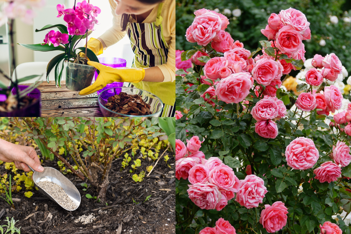 ingenios-si-banal.-secretul-care-iti-pastreaza-gradina-luxurianta-pe-canicula