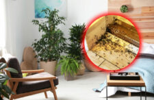 cum-scapi-de-furnicile-din-casa.-cele-10-trucuri-naturale-care-nu-necesita-investitii-scumpe