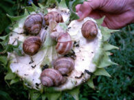 speciile-care-isi-pot-regenera-complet-ochii.-studiul-ar-putea-ajuta-oamenii-cu-leziuni-oculare