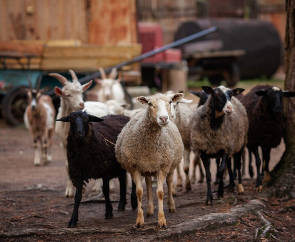 rusia-a-interzis-importul-de-ovine-si-caprine-din-romania