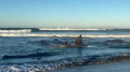 de-ce-au-incetat-balenele-albastre-sa-cante?-misterul-care-ii-ingrijoreaza-pe-oameni-de-stiinta