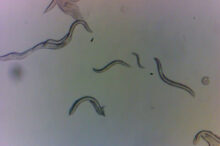 viermi-mici,-gasiti-in-iazuri-si-rauri,-ar-putea-ajuta-la-tratarea-schizofreniei