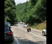 un-motociclist-sirian-blocat-in-trafic-pe-transfagarasan-a-fost-muscat-de-un-urs