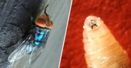 parazit-carnivor-mortal,-descoperit-pentru-prima-data-la-o-persoana-in-sua