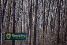 ministerul-mediului-lanseaza-selectia-publica-pentru-inspectorii-sefi-ai-garzilor-forestiere