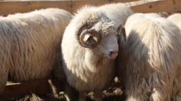 tanar-de-24-de-ani-din-iasi,-prins-dupa-ce-a-furat-10-oi-din-doljesti