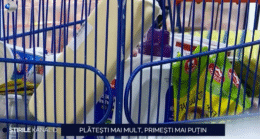 cum-esti-pacalit-la-cumparaturi:-platesti-mai-mult,-pe-cantitati-tot-mai-mici-de-produse