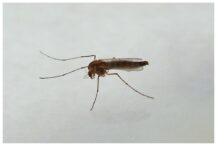 virusul-west-nile-in-romania:-30-de-cazuri-de-infectie.-care-este-categoria-cea-mai-vulnerabila