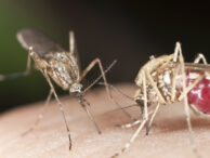 peste-500-de-infectii-cu-chikungunya-in-franta.-un-nivel-fara-precedent