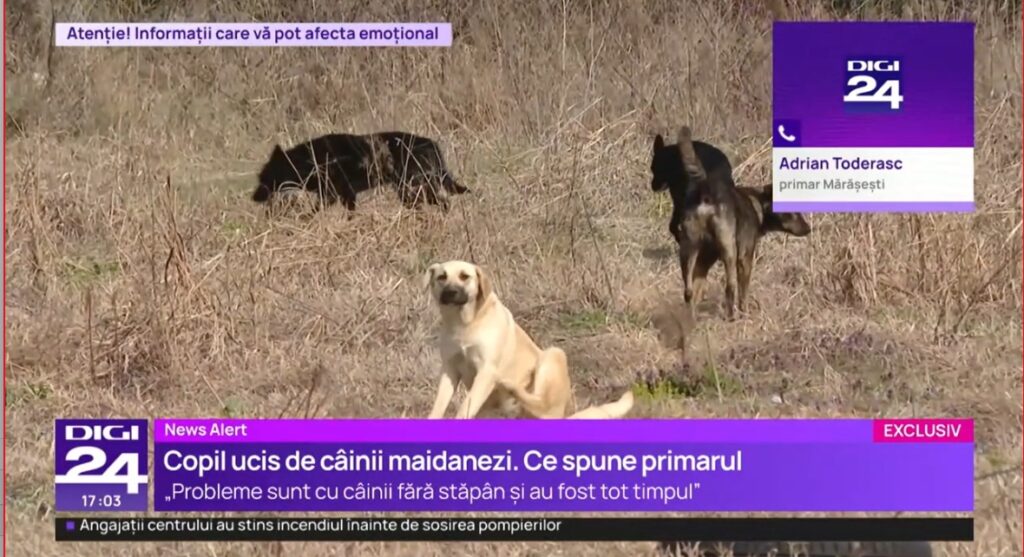 caz-grav-in-vrancea:-copil-ucis-de-cainii-vagabonzi.-familia-nu-anuntase-disparitia-copilului