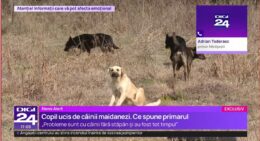 caz-grav-in-vrancea:-copil-ucis-de-cainii-vagabonzi.-familia-nu-anuntase-disparitia-copilului