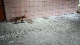 consilierii-locali-din-iasi-au-dat-unda-verde-pentru-capturarea-vulpilor-care-au-invadat-orasul