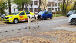 un-vitel-a-ajuns-la-oras!-animalul-se-plimba-pe-strazile-din-cartierul-alexandru-cel-bun