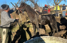 operatiune-spectaculoasa-la-bals!-pompierii-au-salvat-un-cal-cazut-intr-un-put-adanc