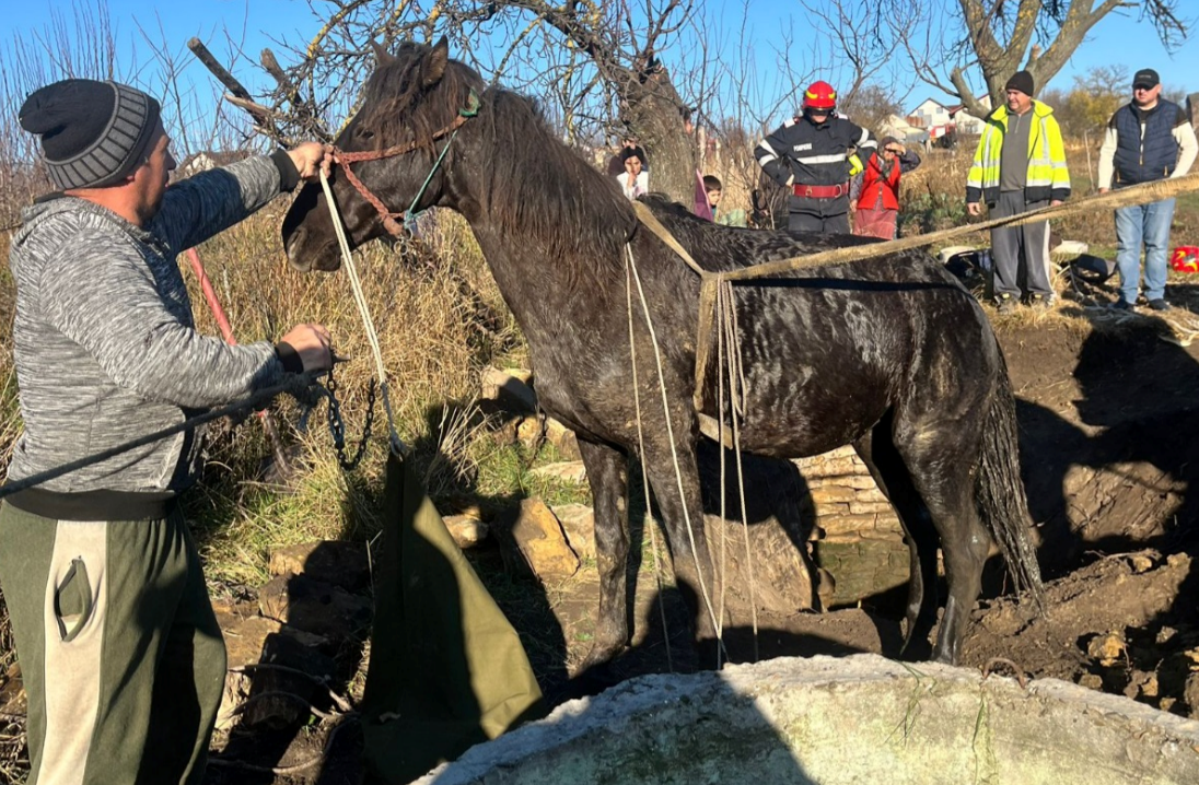 operatiune-spectaculoasa-la-bals!-pompierii-au-salvat-un-cal-cazut-intr-un-put-adanc