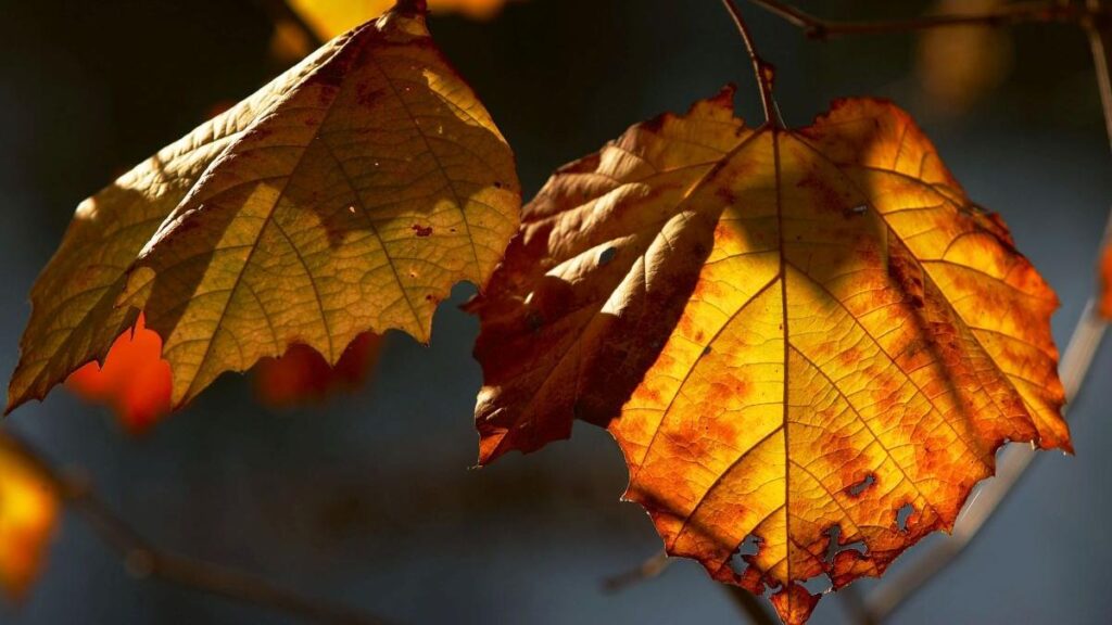 racire-accentuata-in-moldova.-se-anunta-ploi,-precipitatii-mixte-si-ninsori-la-munte