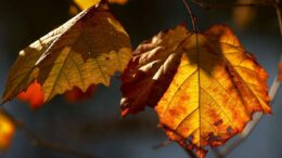 racire-accentuata-in-moldova.-se-anunta-ploi,-precipitatii-mixte-si-ninsori-la-munte