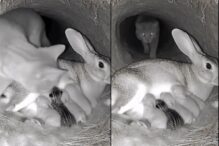 imaginile-serii-cu-misiunea-de-salvare-a-unui-pui-de-pisica-de-la-sanul-unei-iepuroaice